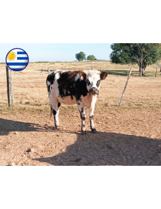 Fotografía del Reproductor vaca Normando Rp 5942