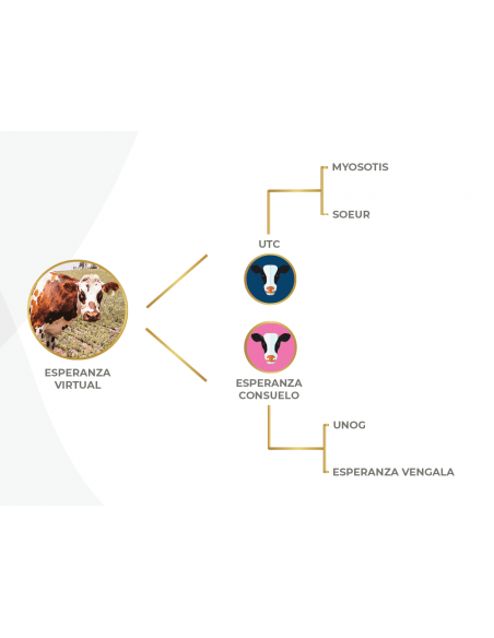 Genealogía del Reproductor vaca Normando Esperanza Virtual