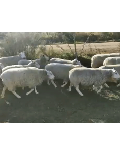 Lote de 11 ovejas Texel