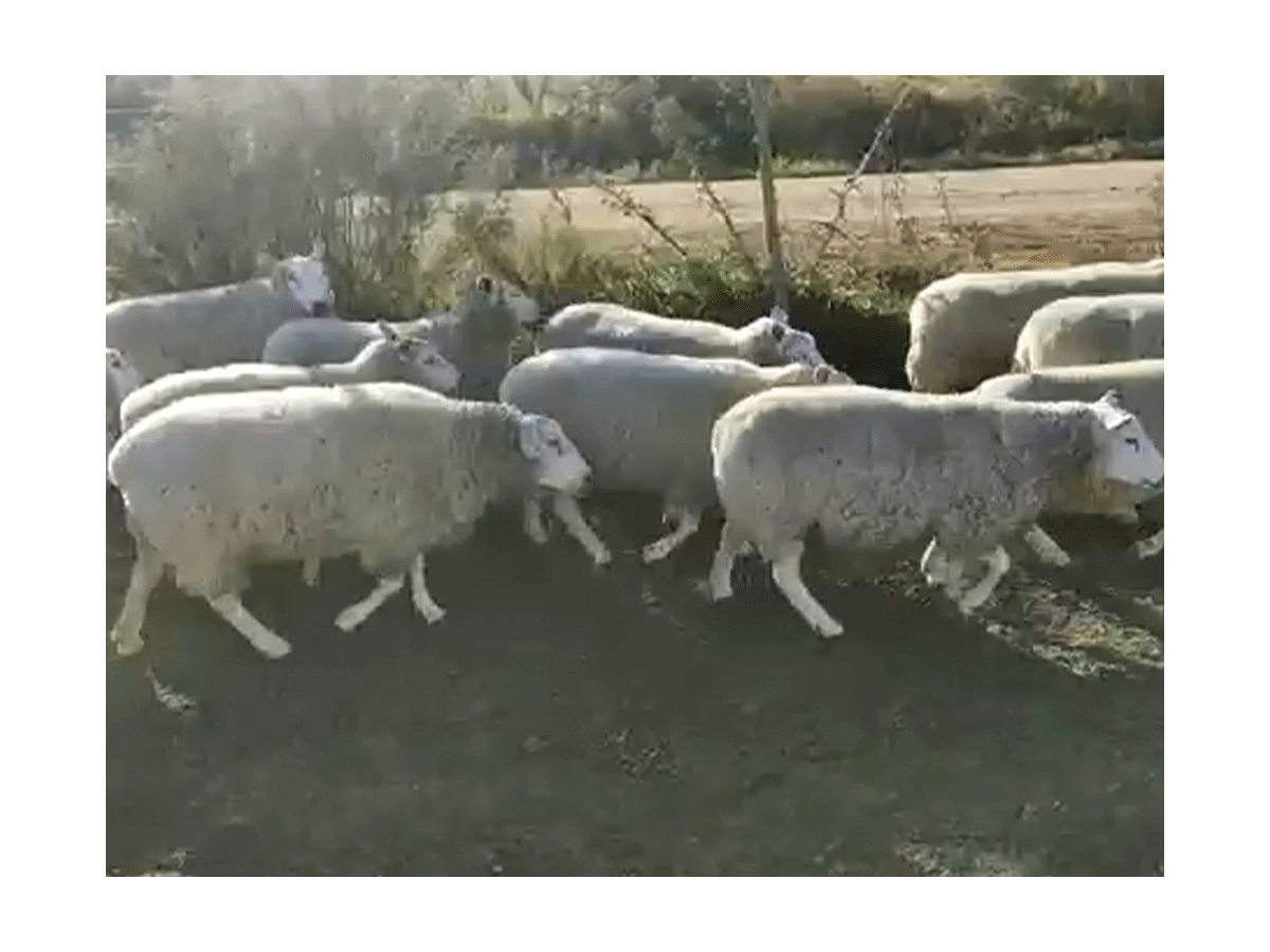 Lote de 11 ovejas Texel