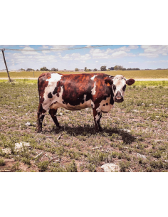 Vaca Selección Normando Rp 0183