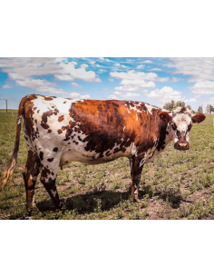 Vaca Selección Normando Rp 0035
