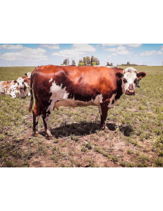 Vaca Selección Normando Rp 0026