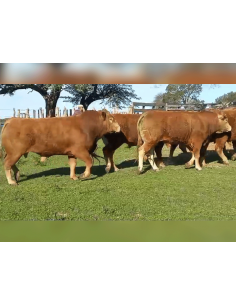 Lote de toros Limousin