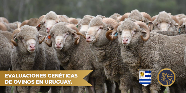 Evaluaciones genéticas de Ovinos en Uruguay